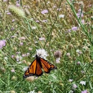 Transformation of the butterfly Hypnosis and therapeutic Coach